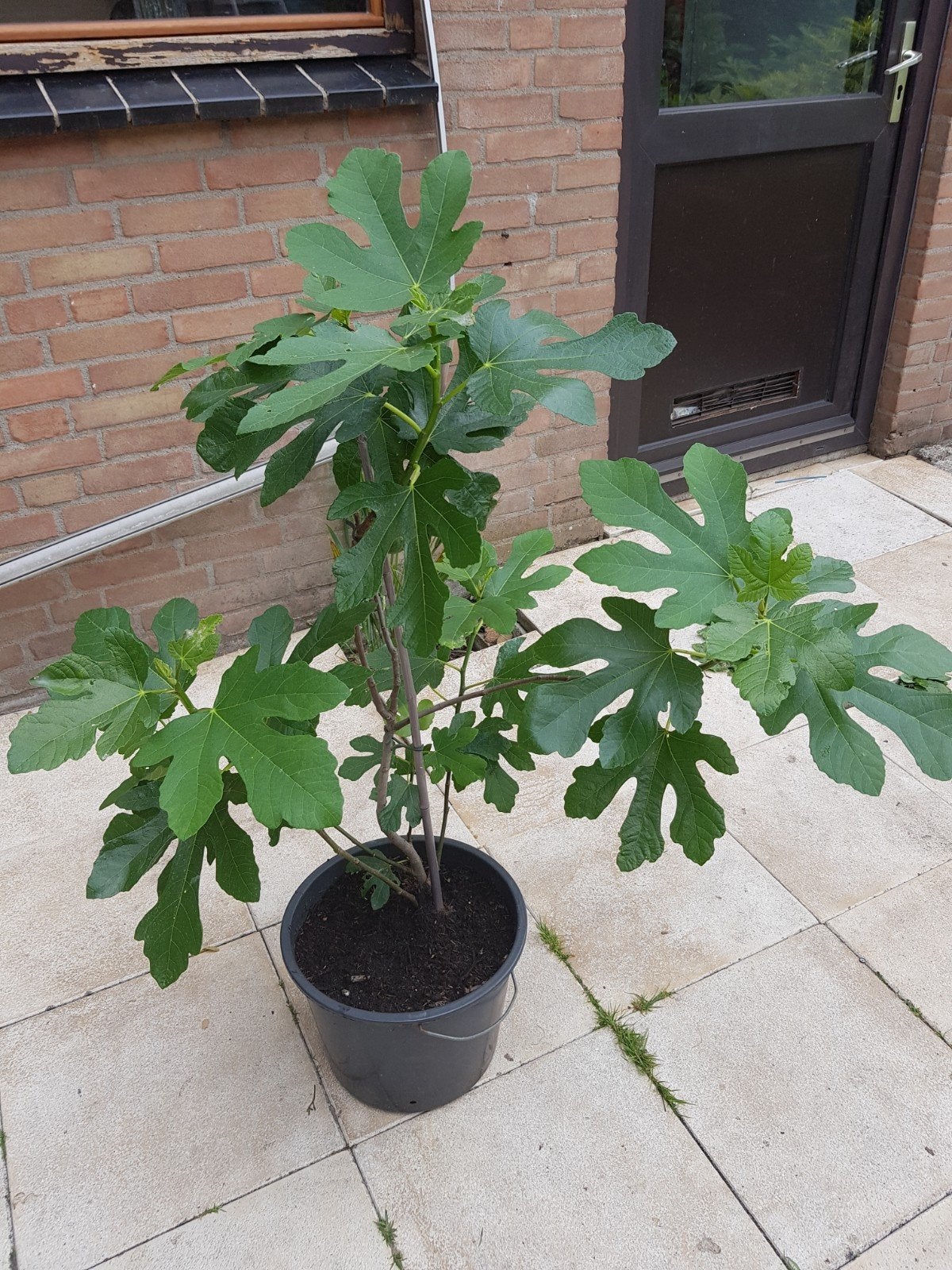 Vijgen boom, Ophalen of Verzenden, Minder dan 100 cm, Vijgenboom