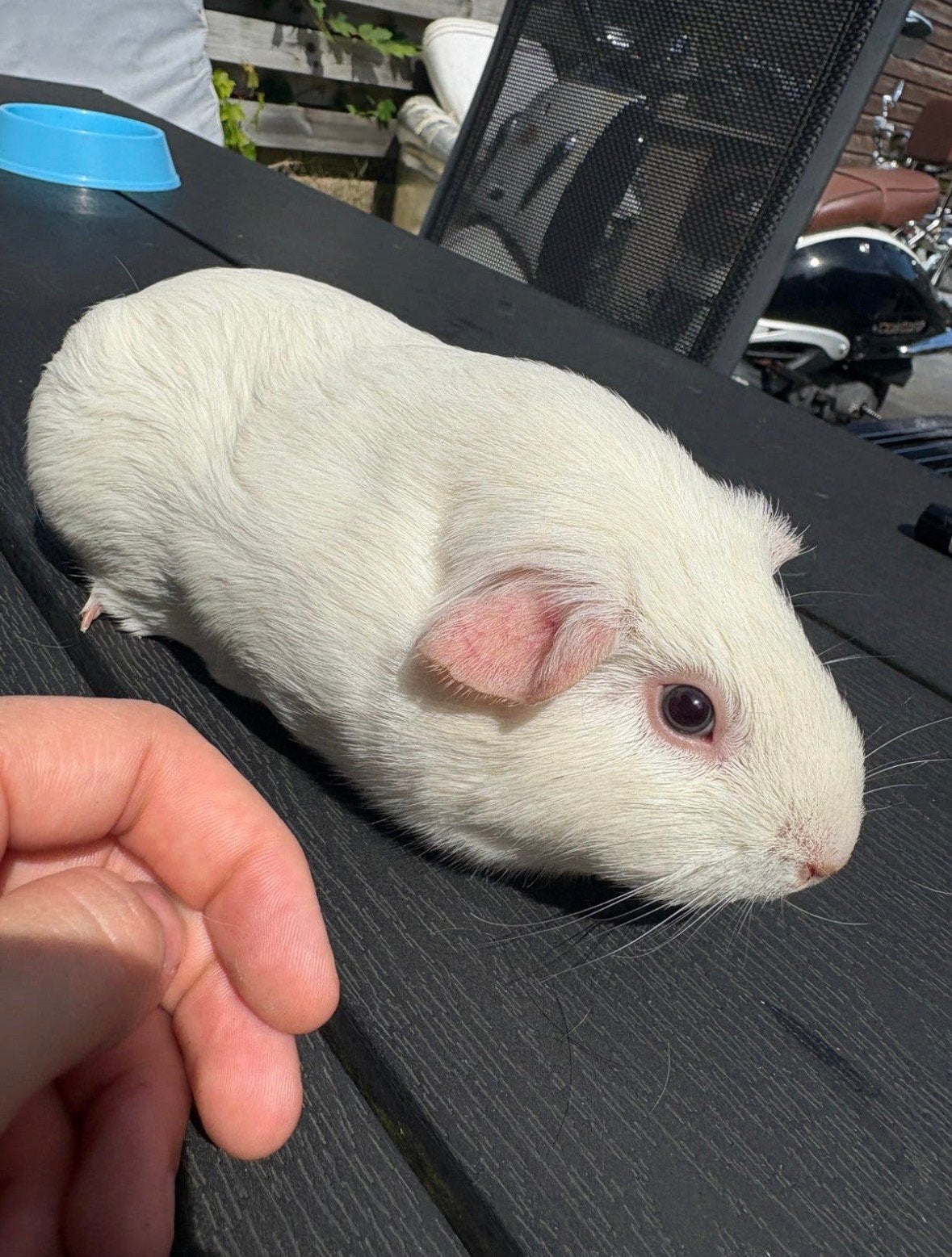 2 erg lieve cavias, Dieren en Toebehoren, Cavia, December, Vrouwelijk, Tam
