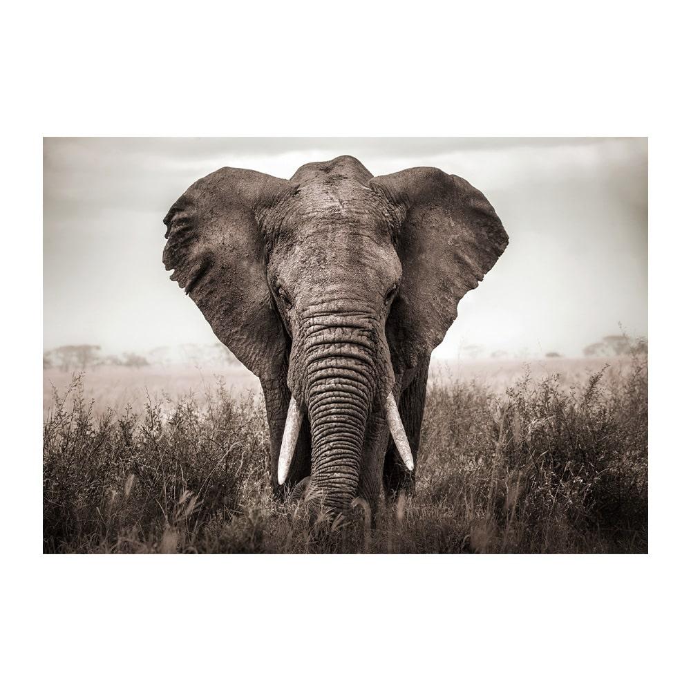 Glasschilderij - Olifant - 160 x 110 x 0,4 cm, Huis en Inrichting, Niet ingevuld, Niet ingevuld, Niet ingevuld