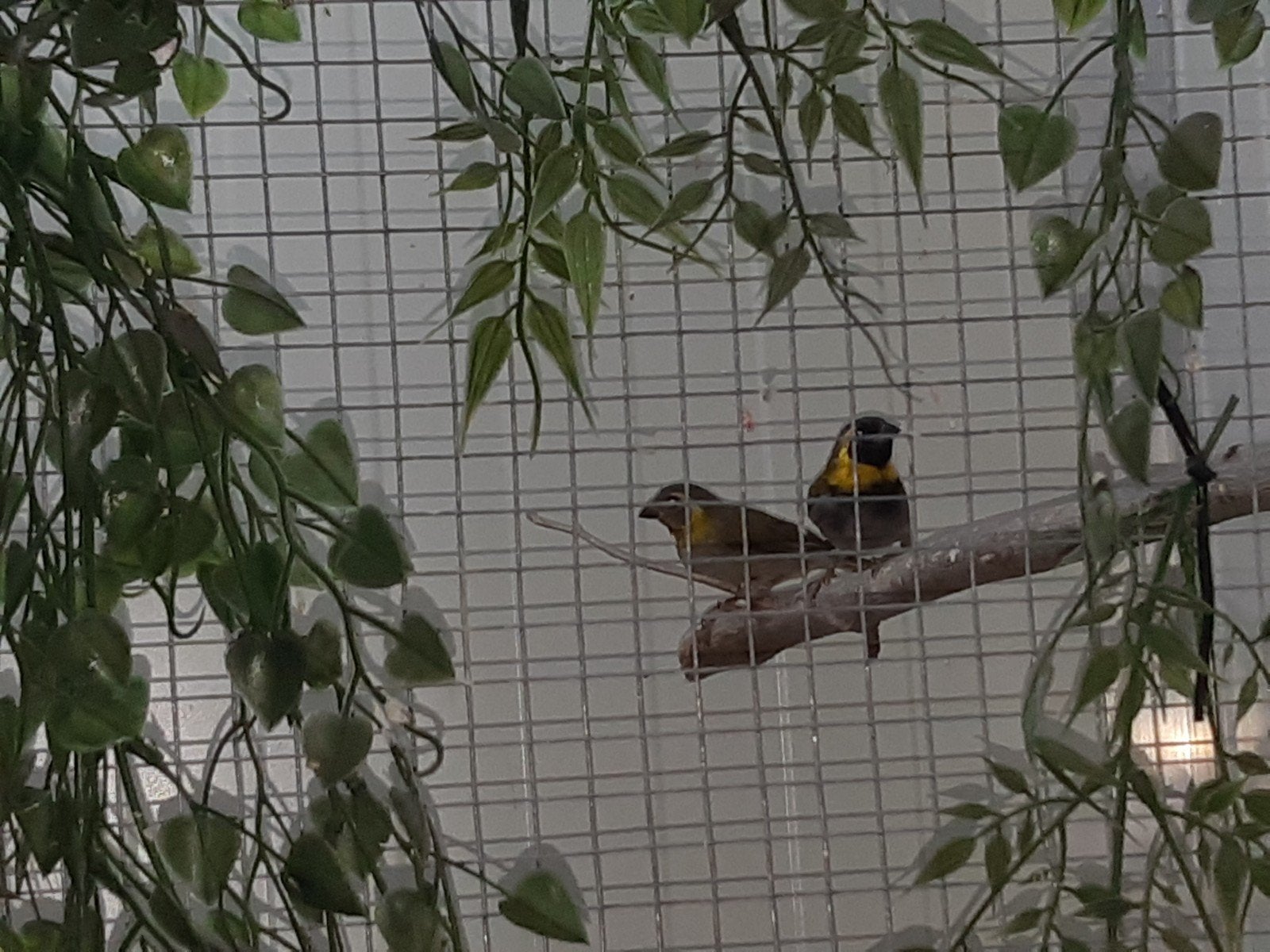 koppel kleine cubavinken 2026, Dieren en Toebehoren, Vogels | Overige Vogels, Meerdere dieren, Tropenvogel
