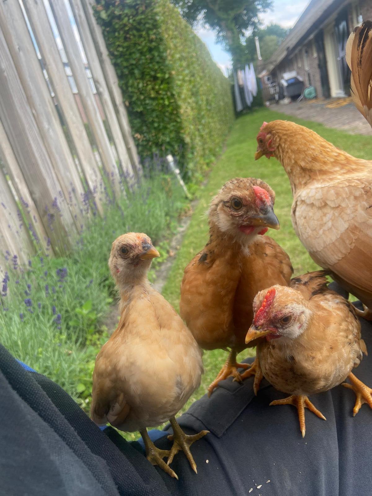 Serama kuikens haantjes en hennetjes, Dieren en Toebehoren, Pluimvee, Meerdere dieren, Kip