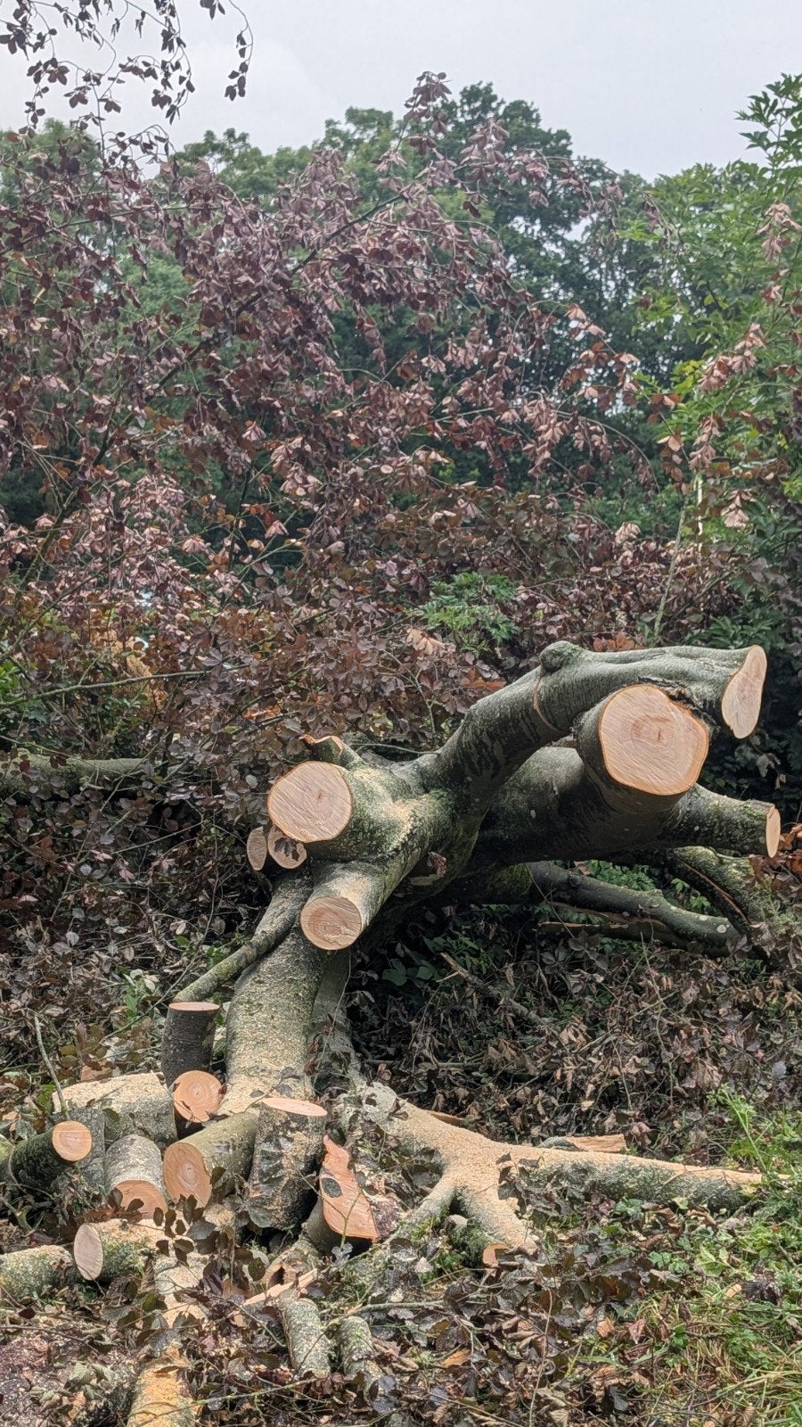 Beuken Stam - 200 Jaar Oud - 8 m3 - Direct Ophalen, Tuin en Terras, Bloembakken en Plantenbakken, Ophalen of Verzenden, Overige vormen