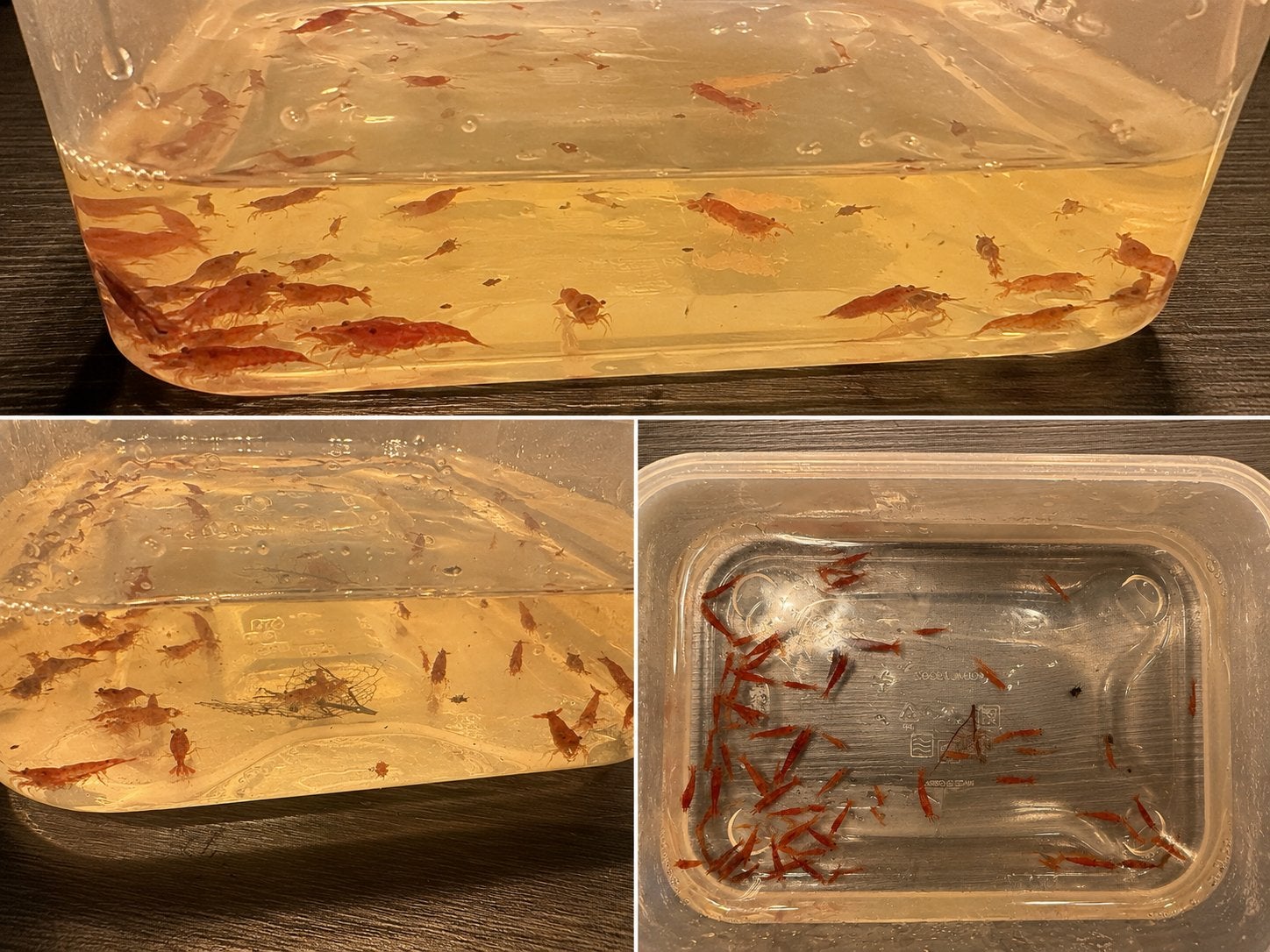Rode Neocaridina / vuurgarnalen. Afname per 10 stuks, Dieren en Toebehoren, Insecten en Spinnen, Overige soorten