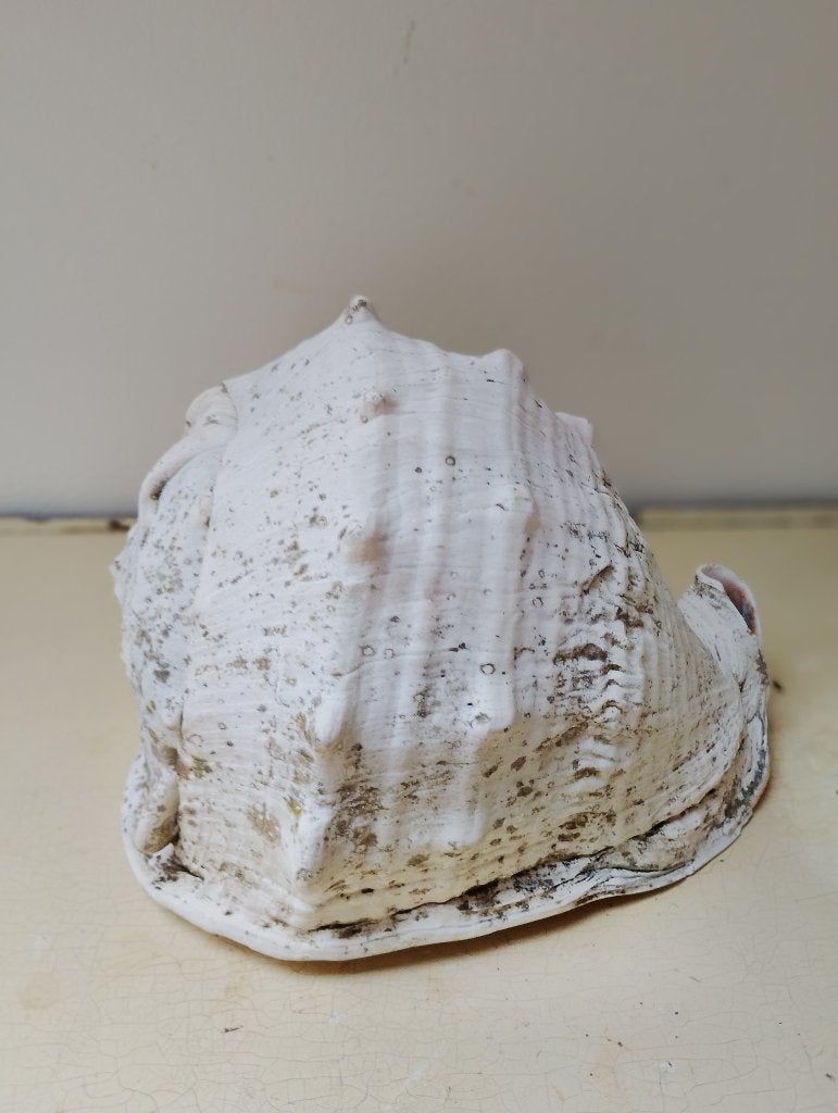 Schelp zeeslak Cassis beter bekend als een helmschelp, Ophalen of Verzenden, Schelp(en)