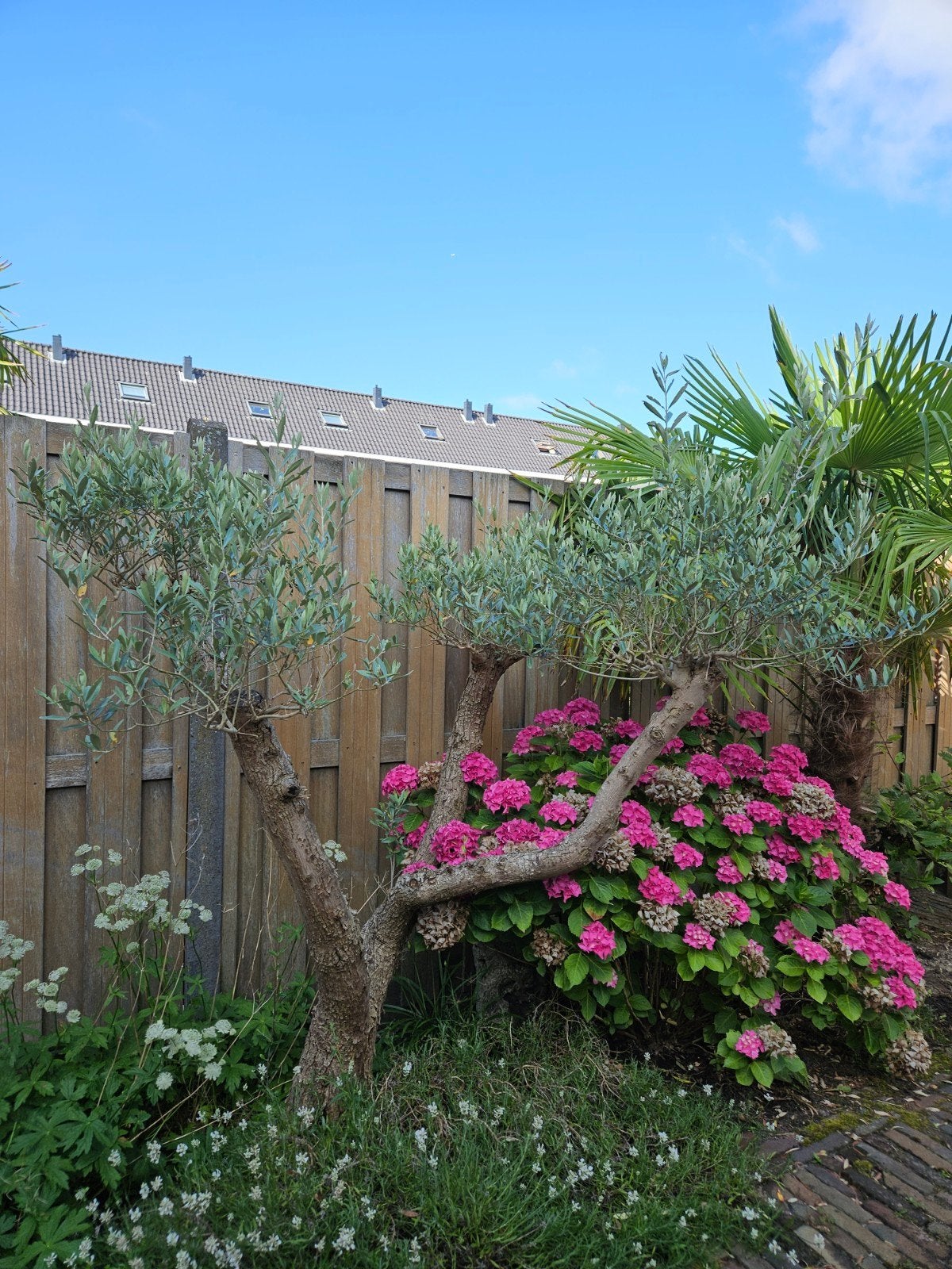 Bonsai olijfboom, Ophalen, Overige soorten, Volle zon