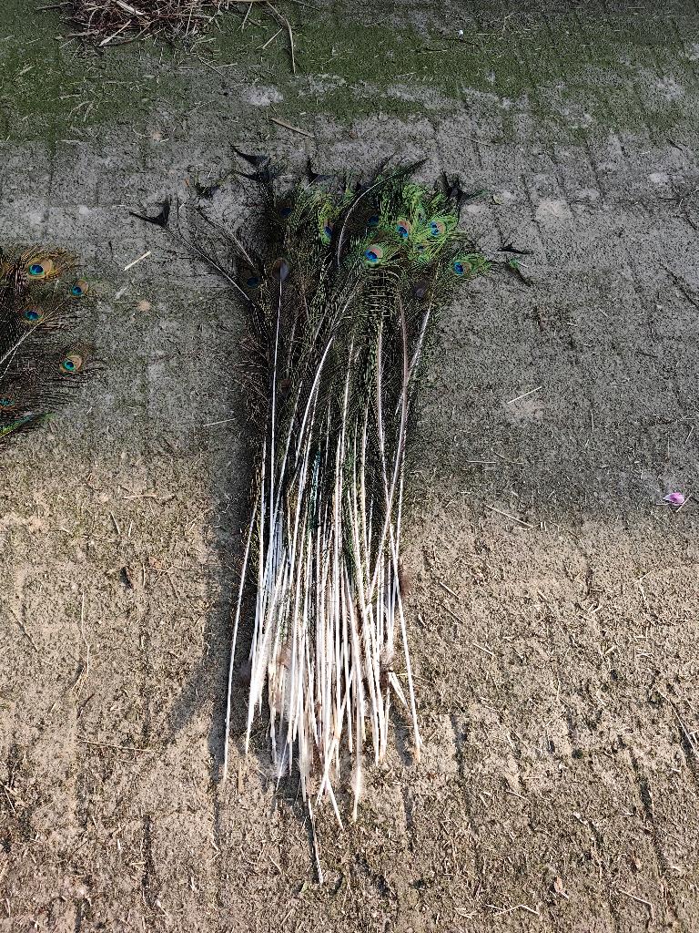 bosje grote pauwenveren, Huis en Inrichting, Ophalen, Meerkleurig, Natuurlijk materiaal, Landelijk