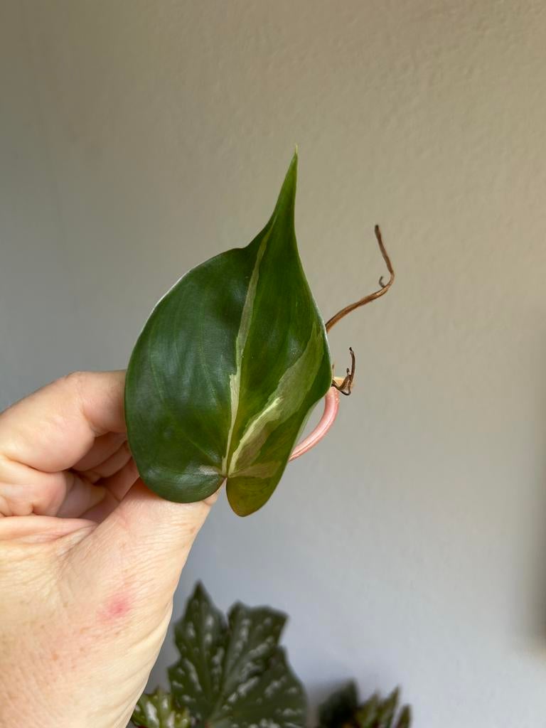 Philodendron cream splash, stek, Huis en Inrichting, Kamerplanten, Ophalen of Verzenden, Halfschaduw, Minder dan 100 cm
