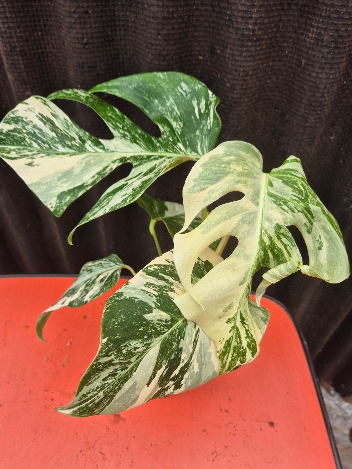 Monstera Deliciosa Variegata p12 (14), Ophalen of Verzenden, Halfschaduw, Minder dan 100 cm