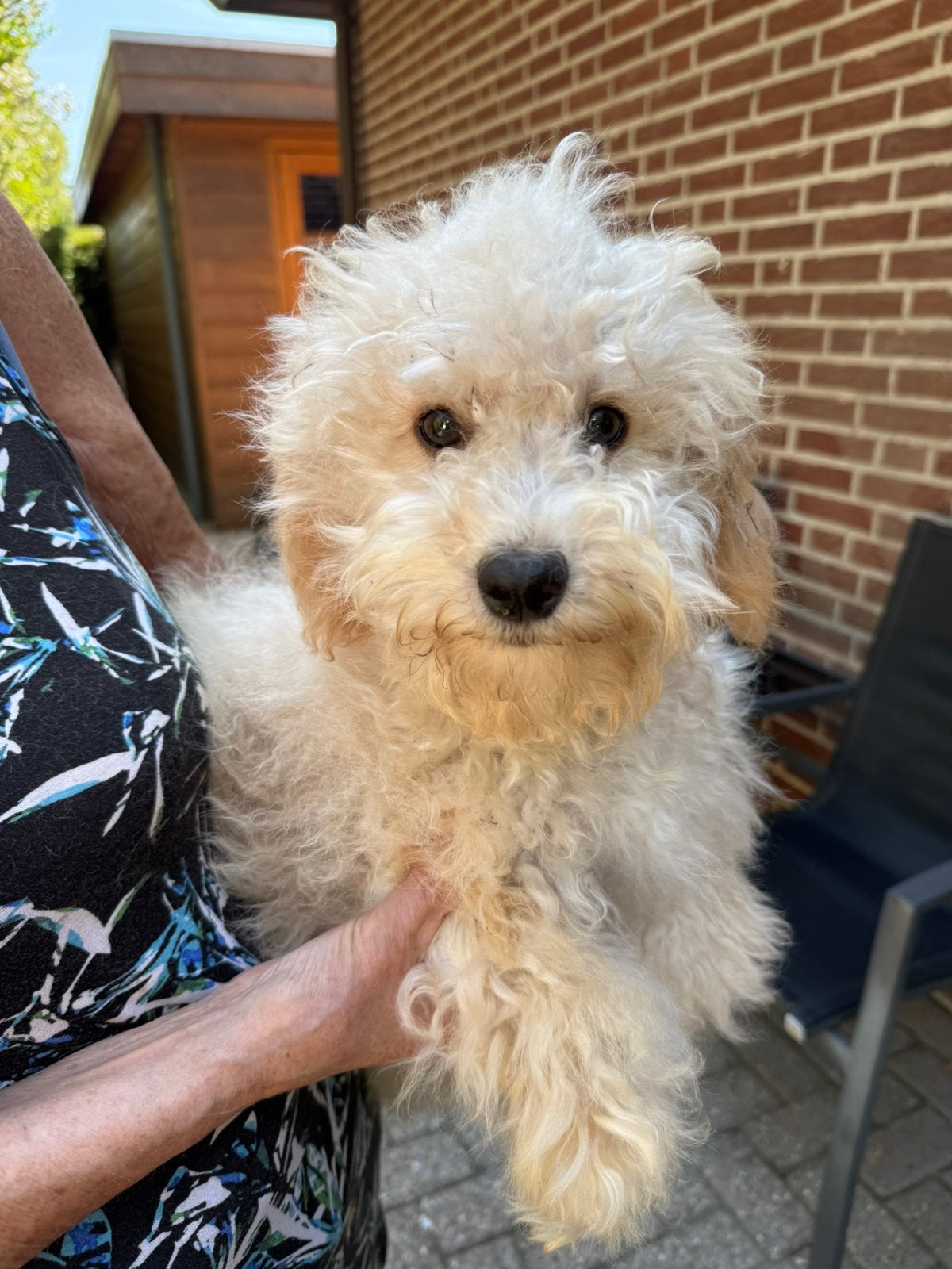 Lieve middelgrote Doodles (Maltipoo) geschikt bij allergie, Poedel, Parvo, Nederland, Reu