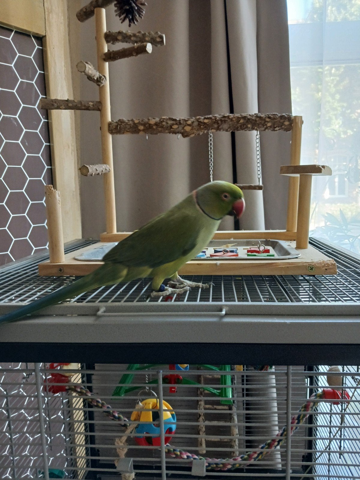 🦜 Tamme Halsbandparkiet KWS Opaline Bleekstaart man, Mannelijk, Parkiet, Tam