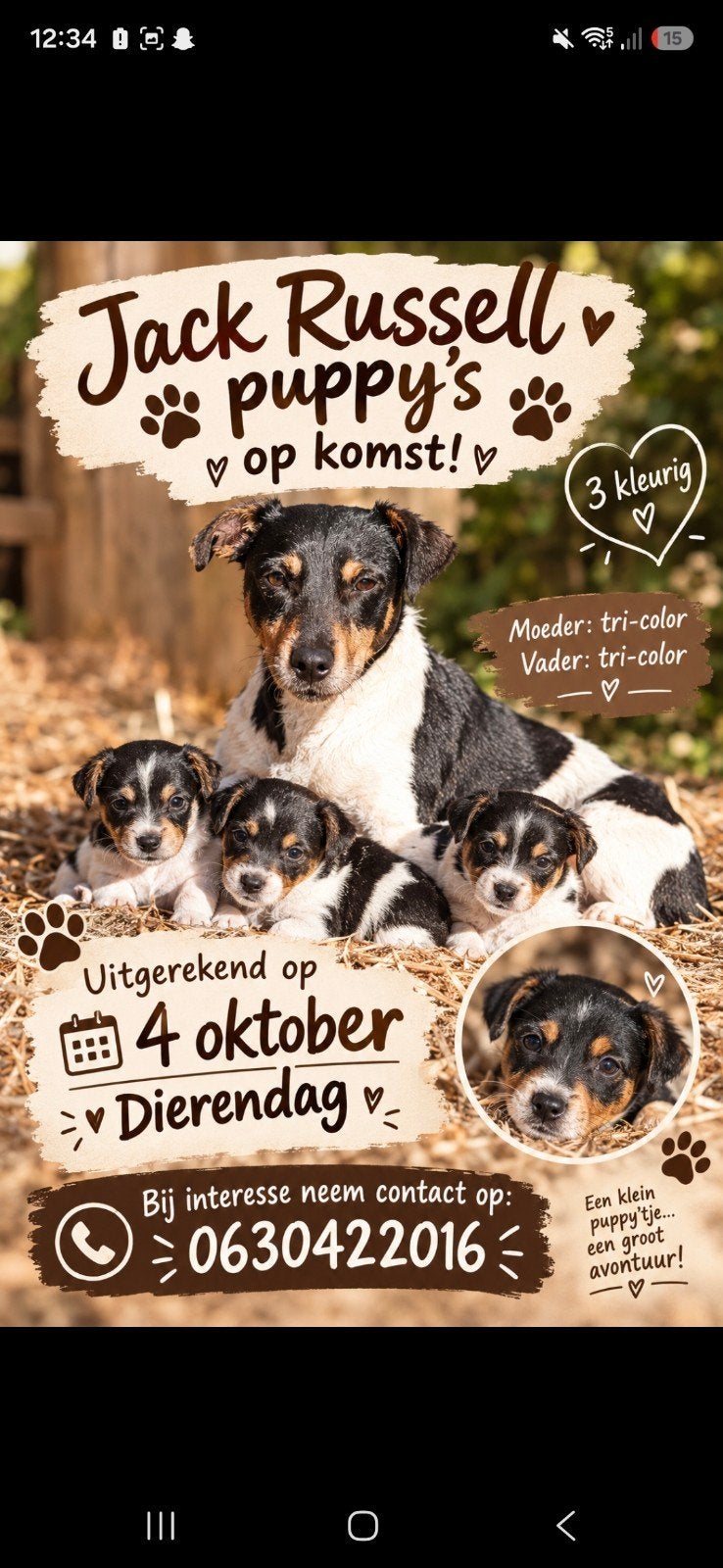 tri-color jack russel puppys binnenkort beschikbaar, Weidegang, 4 paarden of pony's of meer