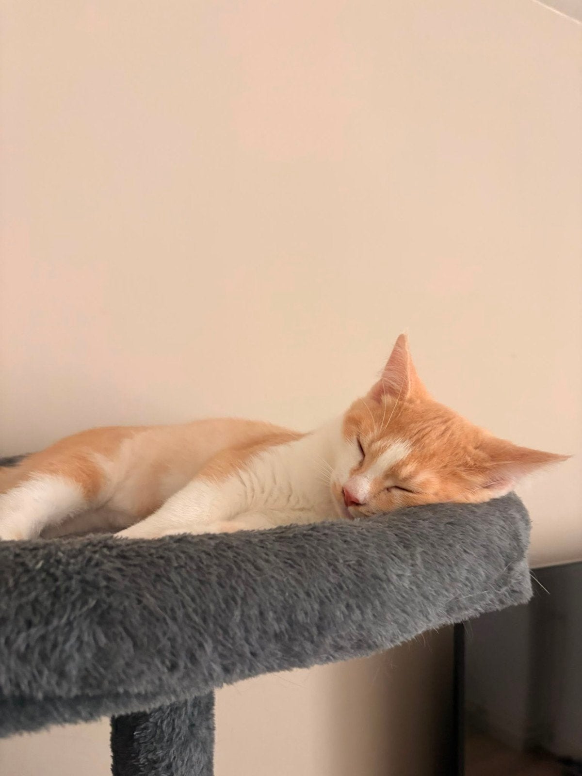 britse korthaar kittens, Dieren en Toebehoren, Katten en Kittens | Raskatten | Korthaar, Kater, Ontwormd