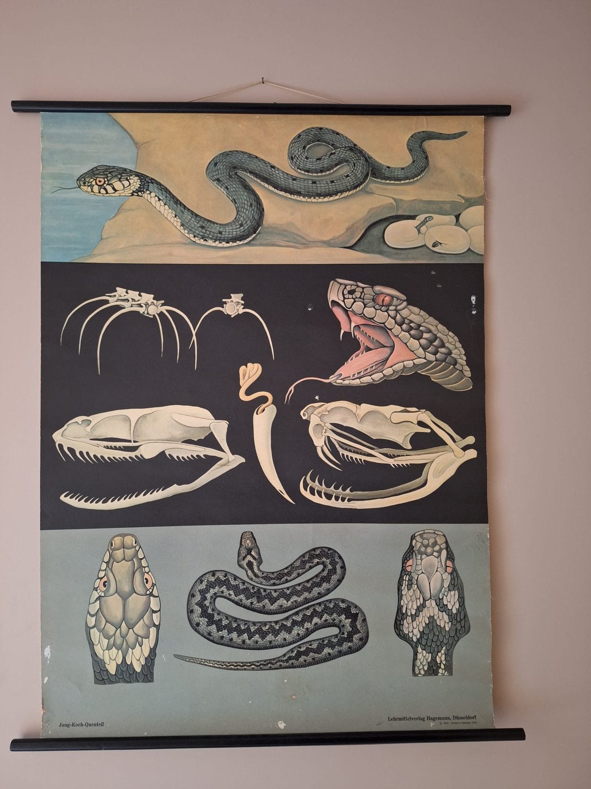 Zeldzame wandkaart/schoolplaat Ring Slang-Jung Koch Quentell, Deurposter of groter, Ophalen of Verzenden, Canvas of Doek, Dier of Natuur