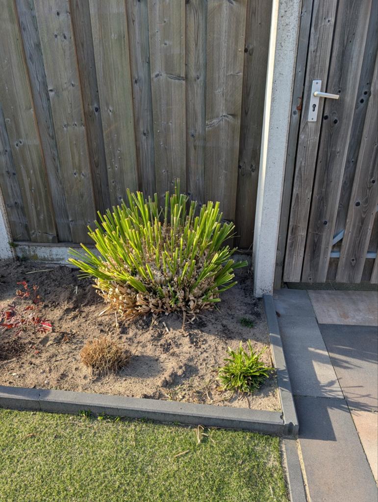 4 Grote Pampas siergrassen voor tuin of border, Tuin en Terras, Ophalen of Verzenden, Overige soorten, Volle zon