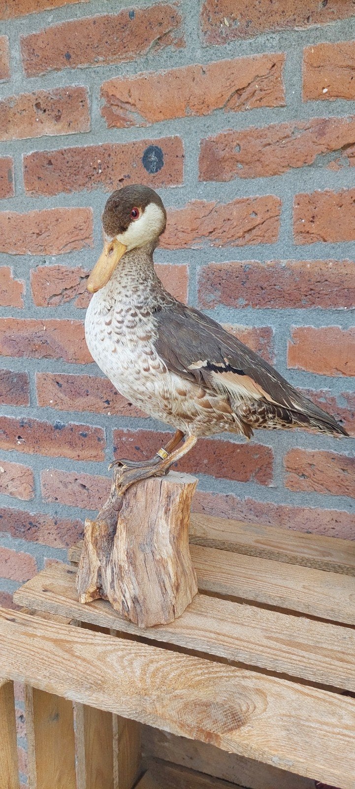 Opgezette Eend - Taxidermie Vogel, Ophalen, Gebruikt, Vogel, Opgezet dier