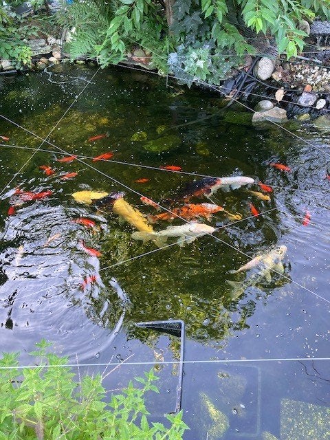 Koi fish, Ophalen, Gebruikt, Overige typen
