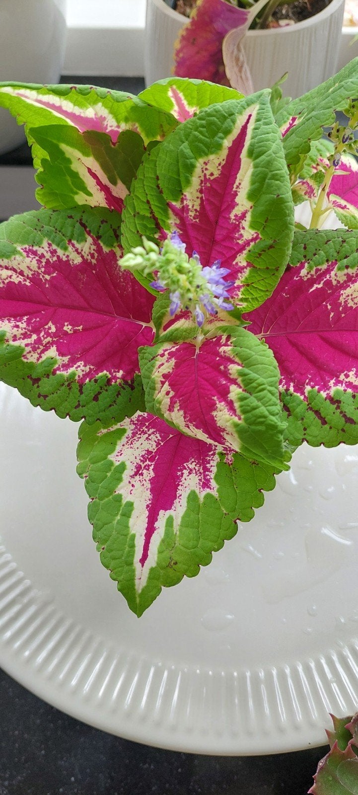 Gekleurde Coleus stekjes met wortels, Ophalen, Halfschaduw, Minder dan 100 cm