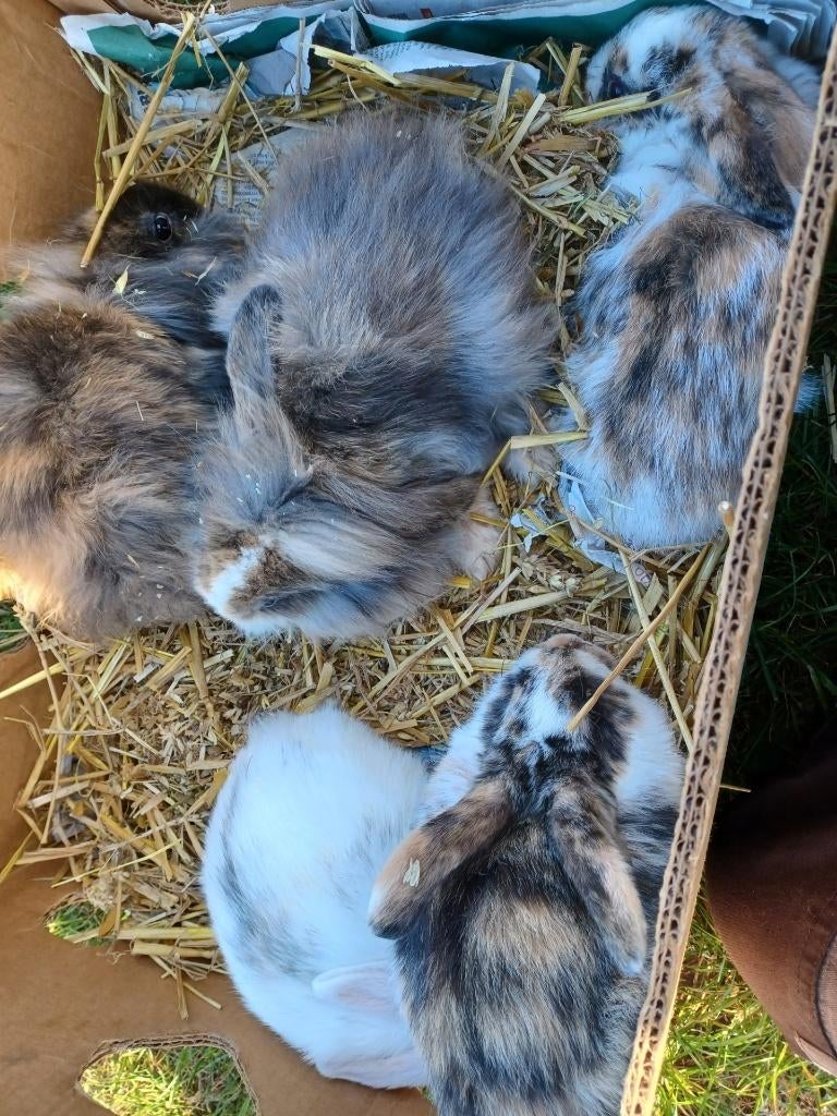 dwerg konijntjes, Dieren en Toebehoren, Konijnen, Meerdere dieren, Dwerg
