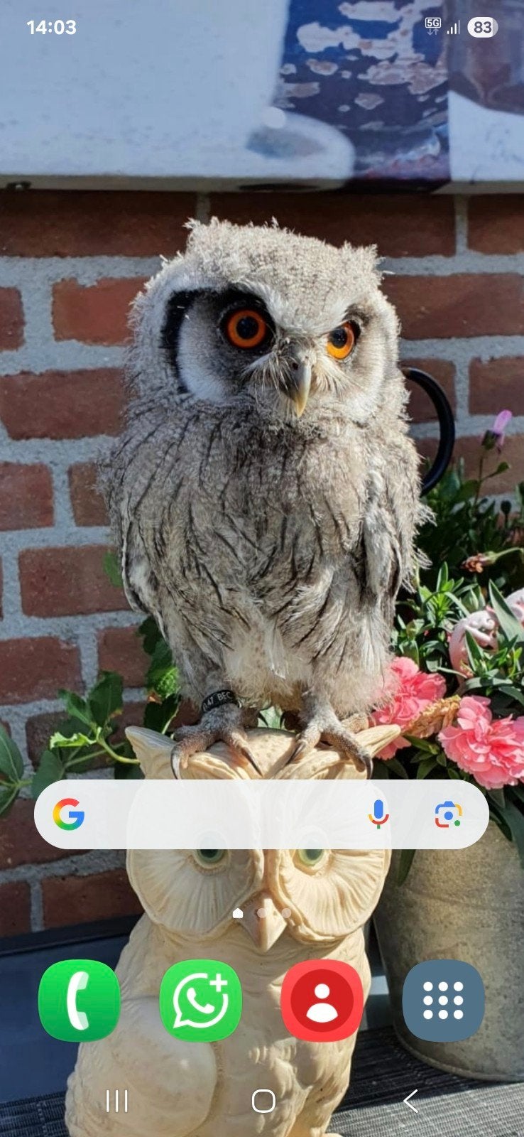 Witgezicht dwergooruil, Dieren en Toebehoren, Vogels | Overige Vogels, Vrouwelijk, Tam