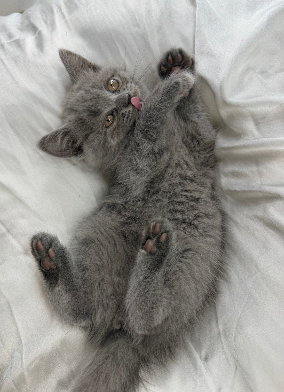 Britse korthaar kitten, Poes, Ontwormd, 0 tot 2 jaar
