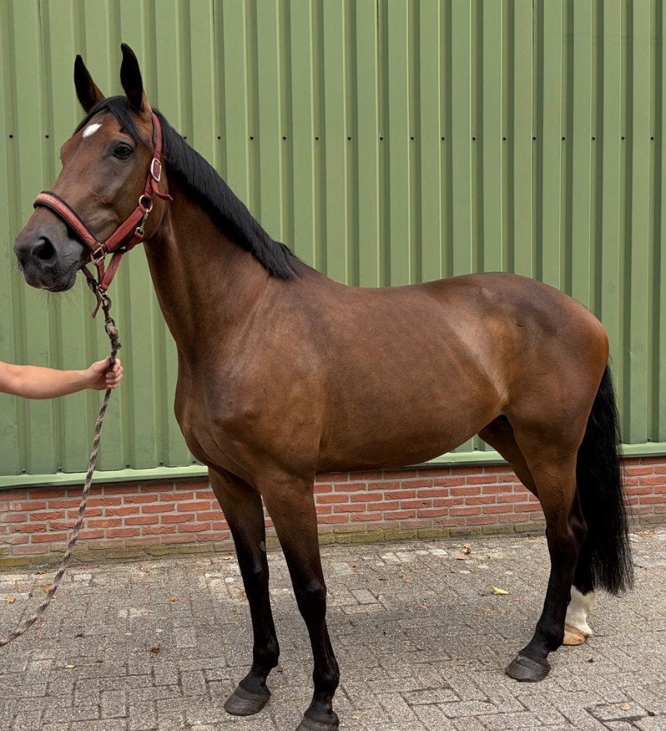 13 jarige Merrie DJ-Jack x Ronaldo, Merrie, Met stamboom, Niet van toepassing, 170 tot 175 cm