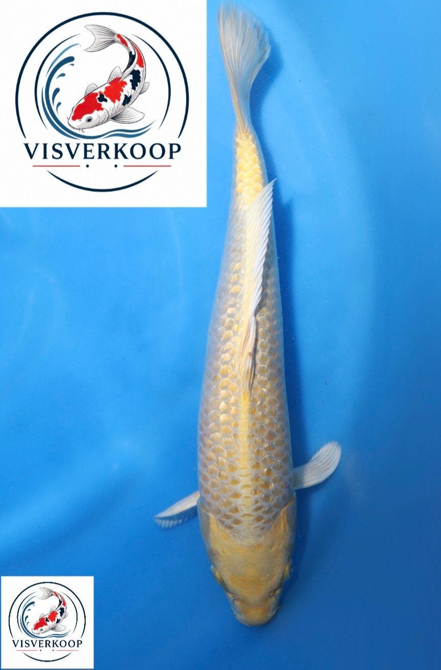 Koi Yamabuki ogon., Karper of Koi