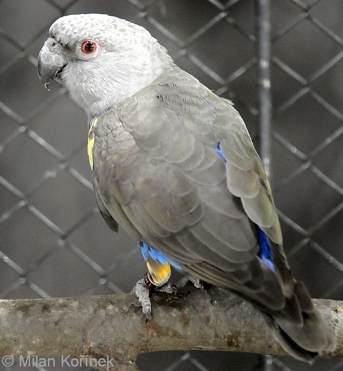 Gevraagd: Poicephalus Rueppelli Rüppel Ruppell, Dieren en Toebehoren, Vogels | Parkieten en Papegaaien, Vrouwelijk, Papegaai, Geringd