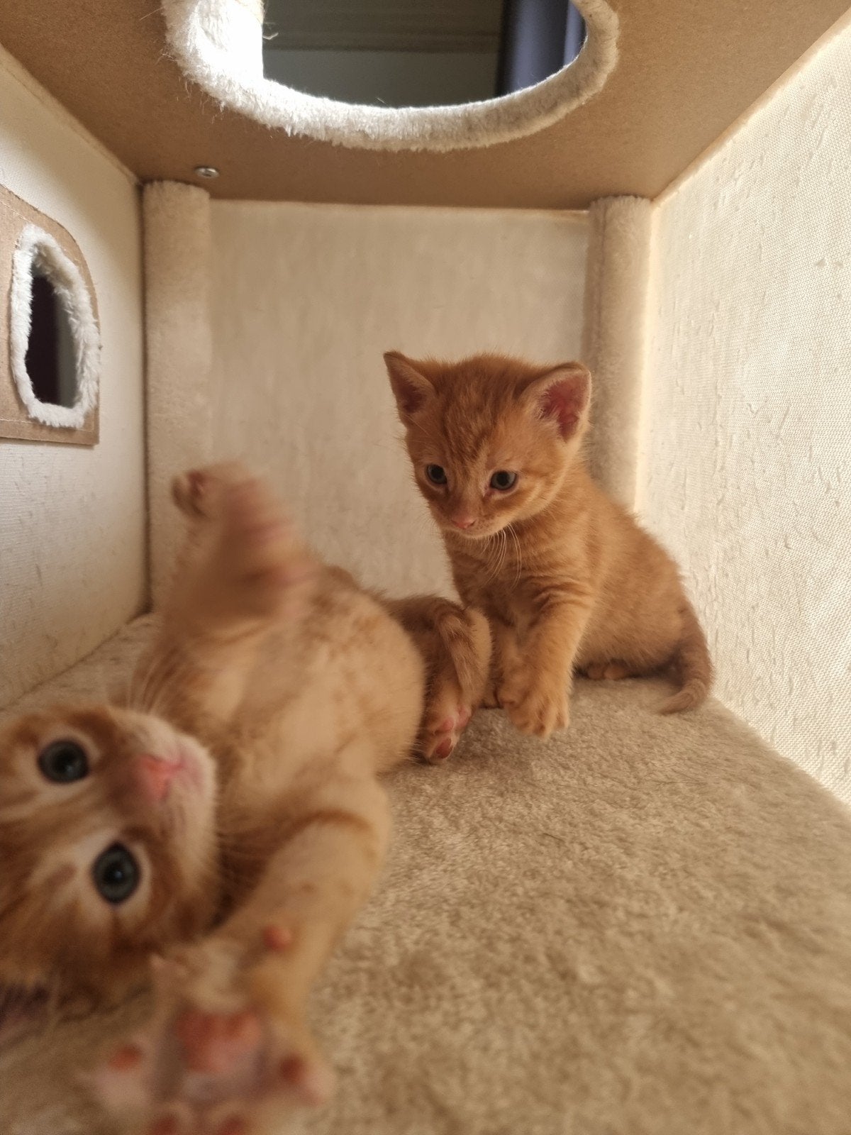 2 lieve rode katertjes te koop, Kater, Kortharig, 0 tot 2 jaar