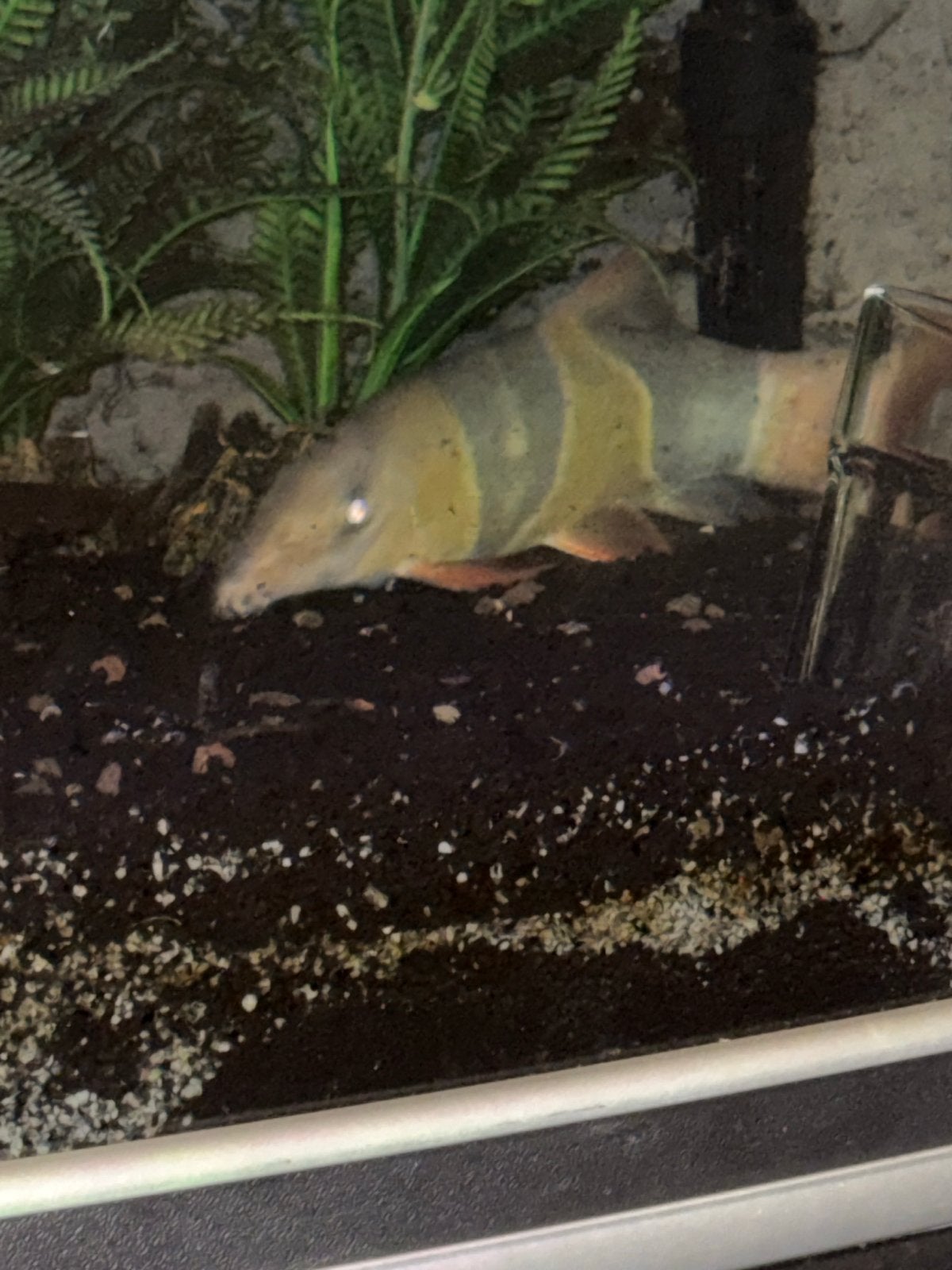 Clown botias gezocht., Vis