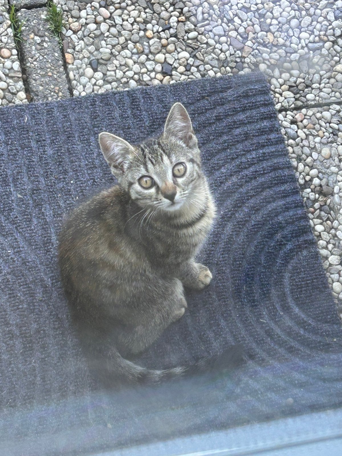 Kitten, Poes