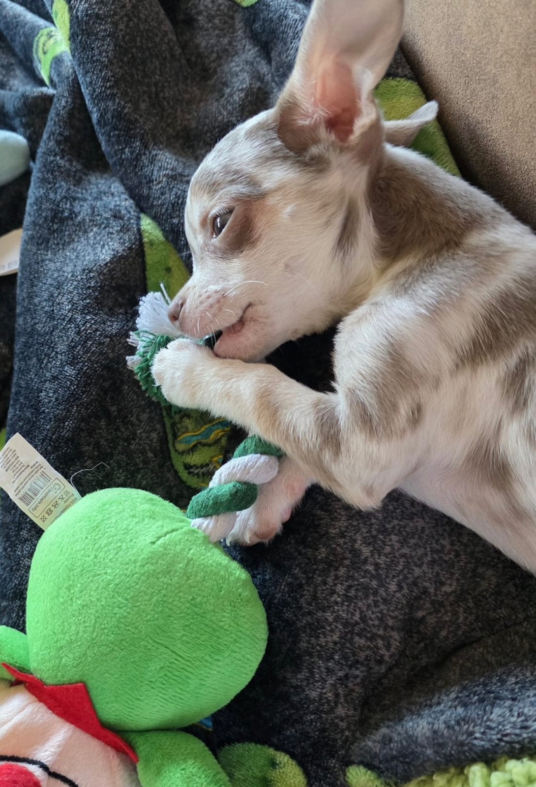 Prachtige Merle Chihuahua Pup Reu, Dieren en Toebehoren, Honden | Chihuahua's en Gezelschapshonden, België, Particulier, 15 weken tot 1 jaar
