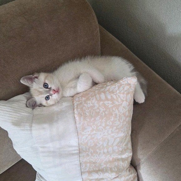 Ragdoll kittens €500 per stuk, Meerdere dieren, Gechipt