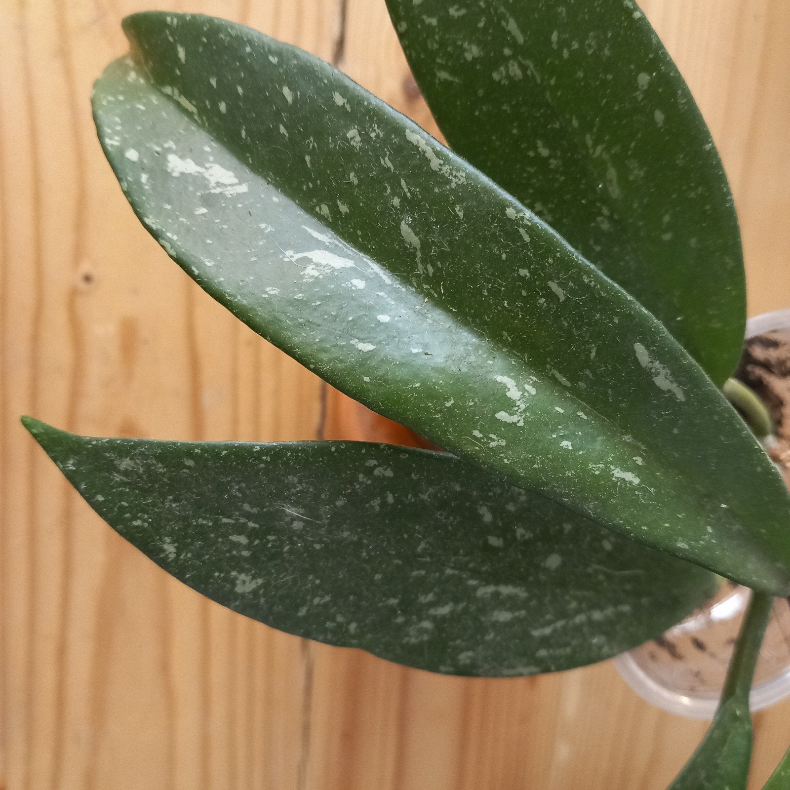 hoya pubicalyx silver stek nr 115, Ophalen of Verzenden, Halfschaduw, Minder dan 100 cm