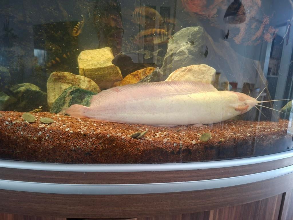 Albino meerval, Dieren en Toebehoren, Vis