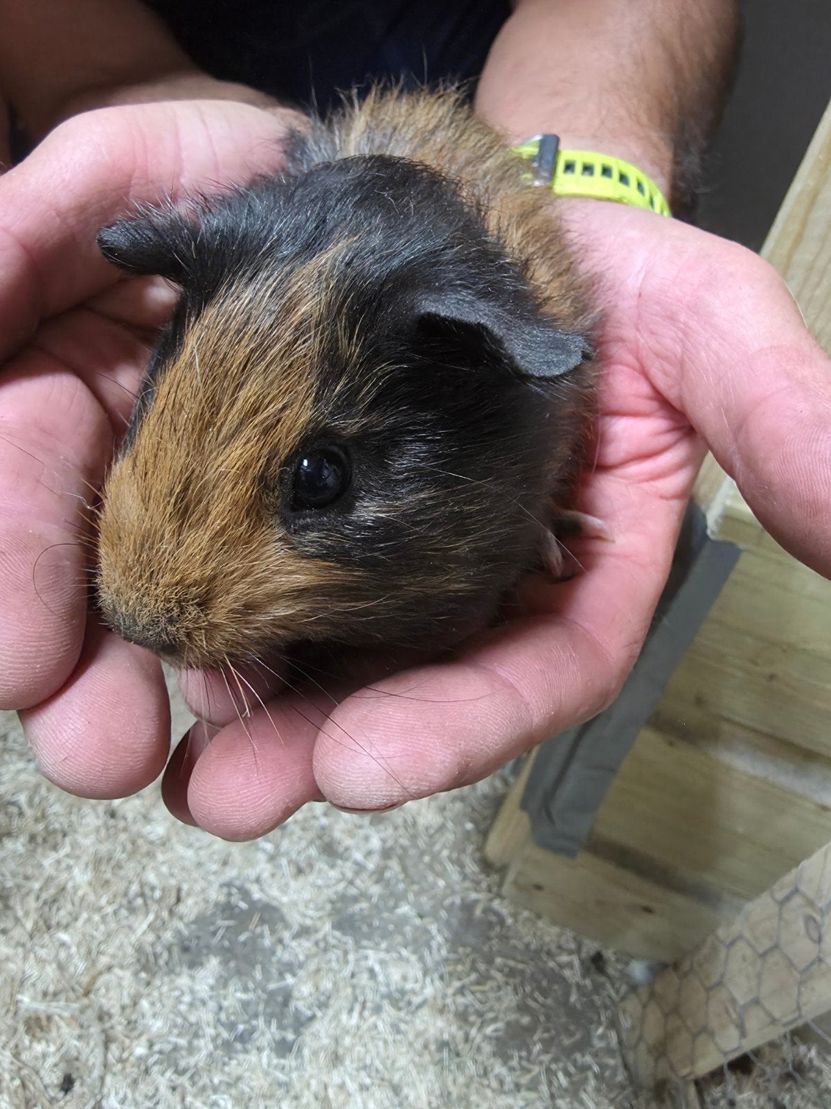 cavia's beertjes, Dieren en Toebehoren, Knaagdieren, Cavia, April, Mannelijk, Tam