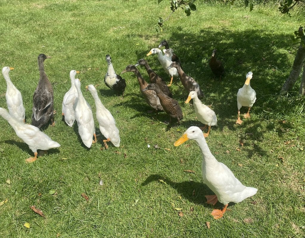 Jonge Indische loopeendjes / flesseneend wit en wildkleur, Meerdere dieren, Eend