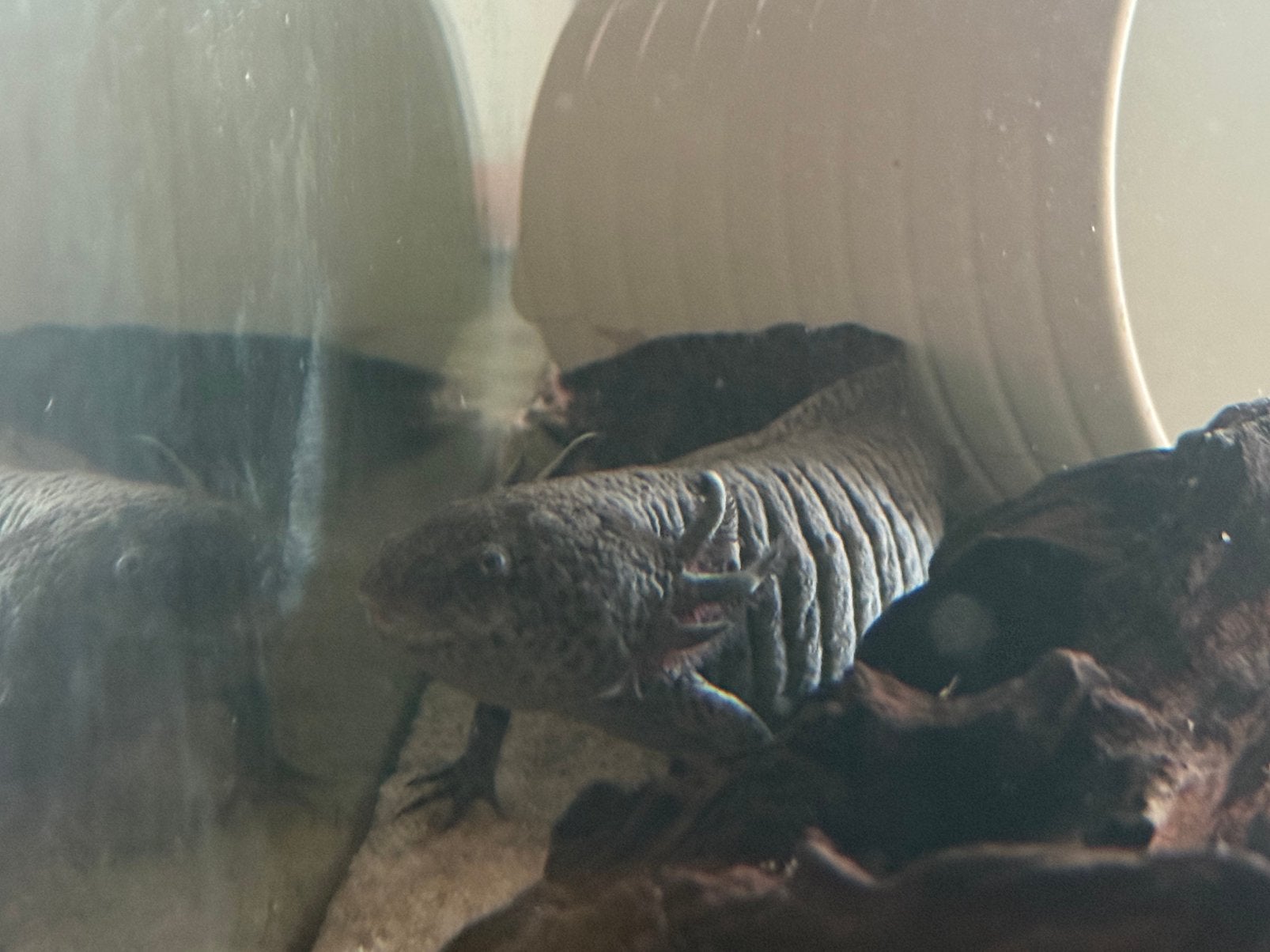 Axolotls te koop met aquarium, Dieren en Toebehoren, Ophalen, Inclusief vissen, Overige typen