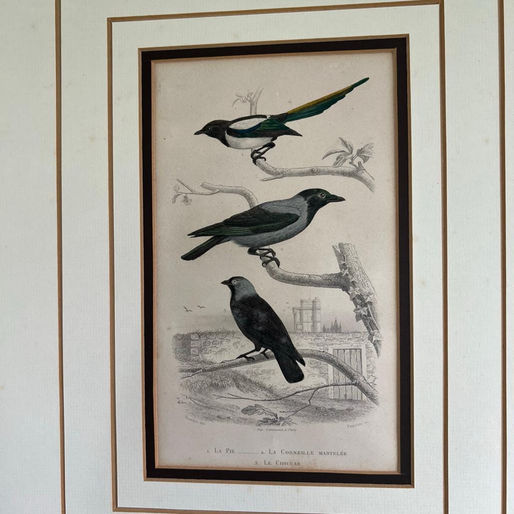 Antique Print 1853 Ekster en Kraaien, Ophalen of Verzenden