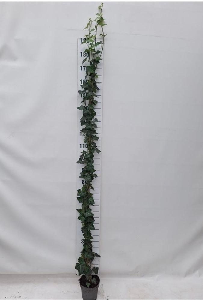 Hedera planten 80/100 cm t/m 250/300 cm herbenica en helix, Ophalen of Verzenden, Overige soorten, 250 cm of meer
