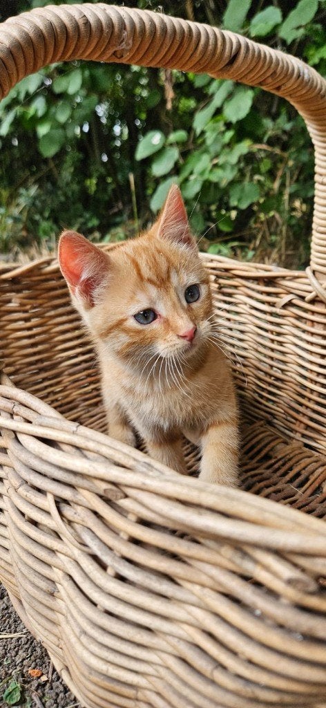 Kittens te koop!, Dieren en Toebehoren, Katten en Kittens | Overige Katten, Meerdere dieren, Kortharig, 0 tot 2 jaar