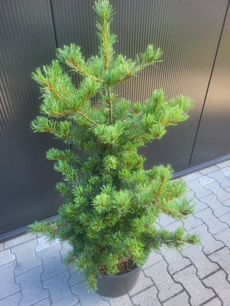 Pinus parviflora" Schoon,s "Bonsai, Tuin en Terras, Planten | Bomen, Bloeit niet, Halfschaduw, Minder dan 100 cm, Zuilboom