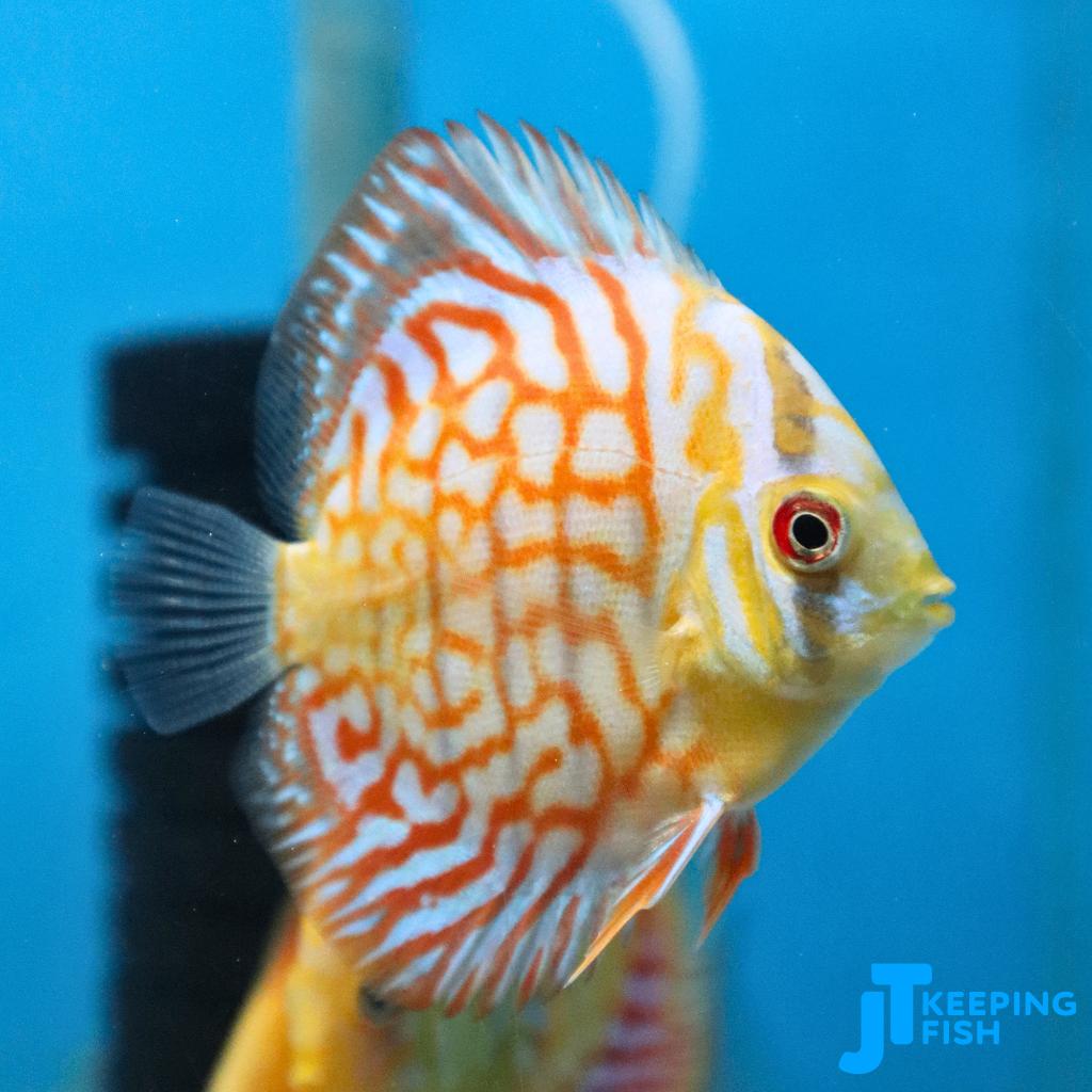 White Tiger Discus 6-8 cm, Vis, Zoetwatervis