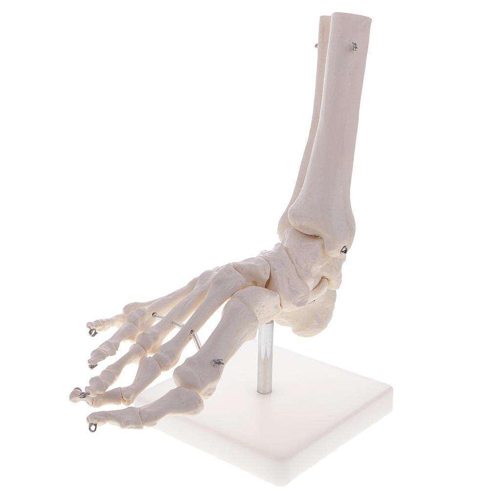 Voet Menselijk Anatomie Model / School Botten Tenen Medisch, Verzenden, Nieuw