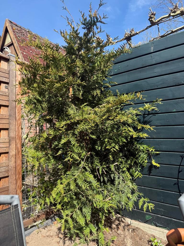 Levensboom (Thuja) - Groenblijvende conifeer, Tuin en Terras, Planten | Tuinplanten, Vaste plant, Overige soorten, Volle zon, Bloeit niet