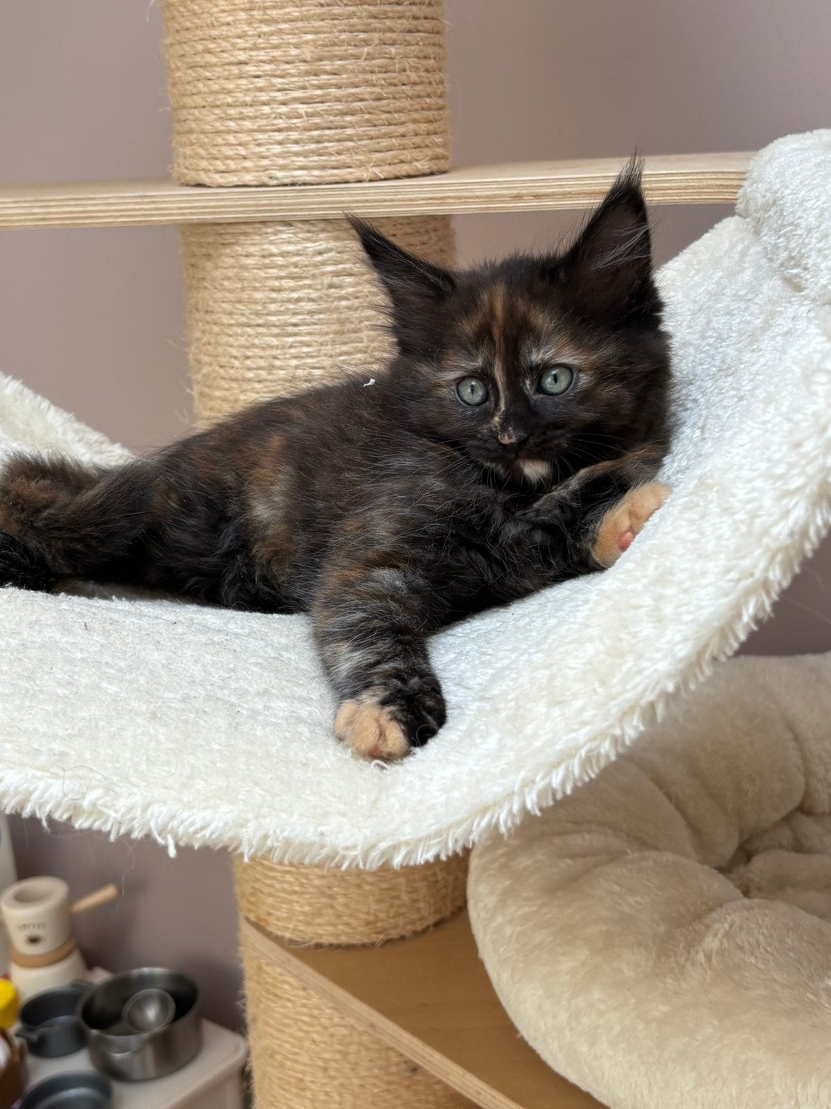 Mogen verhuizen- Ragdoll x maine coon kittens, Meerdere dieren, Gechipt, 0 tot 2 jaar