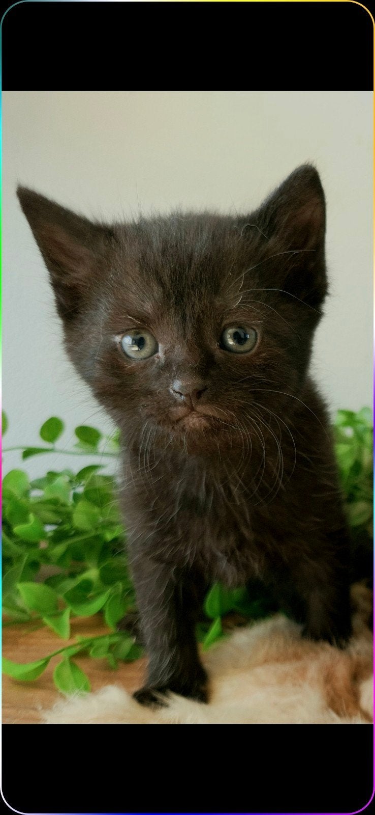 Lieve zwarte kitten!, Poes