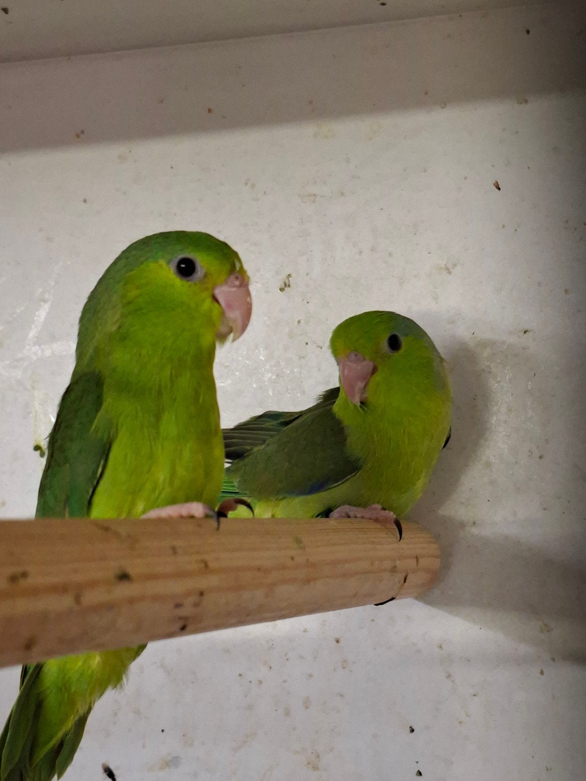 te koop jonge forpus coelestis dwergpapegaaien, Dieren en Toebehoren, Vogels | Parkieten en Papegaaien, Meerdere dieren, Dwergpapegaai of Agapornis