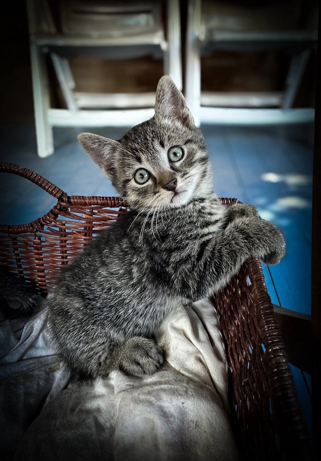 Makke kittens, Dieren en Toebehoren, Katten en Kittens | Overige Katten, Meerdere dieren