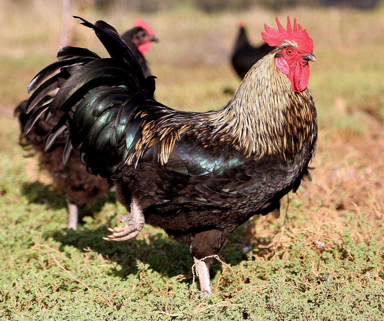 Gezocht kippen, Dieren en Toebehoren, Geslacht onbekend, Kip