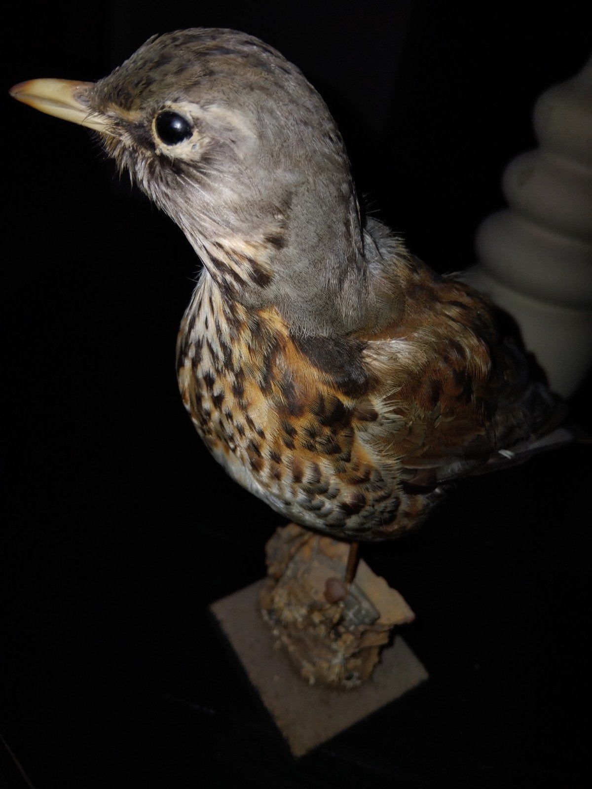 opgezette vogel. Kramsvogel.BIEDEN MOGELIJK, Ophalen of Verzenden, Gebruikt, Vogel, Opgezet dier